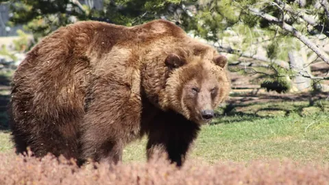 “摩洛哥国家队迎16岁新星：拉巴杰已与切尔西达成承诺”
